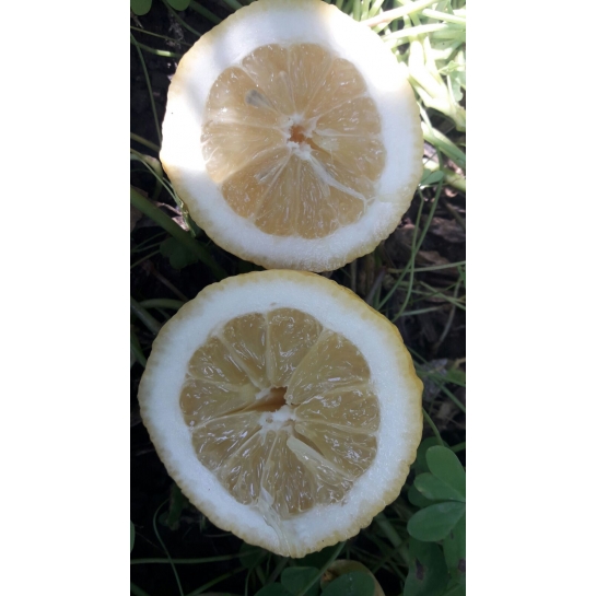 16 Kg di Limoni di Sicilia