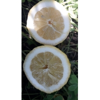 16 Kg di Limoni di Sicilia