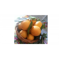 TAROCCO GALLO / Limoni - 16 Kg Mix Agrumi