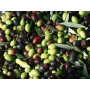 Olive Oil