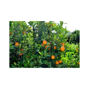 Arance rosse di Sicilia