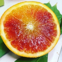 TAROCCO GALLO / Limoni - Mix Arance da Spremuta e Limoni (8 Kg + 8 Kg)