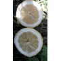 Mix Arance da Spremuta e Limoni