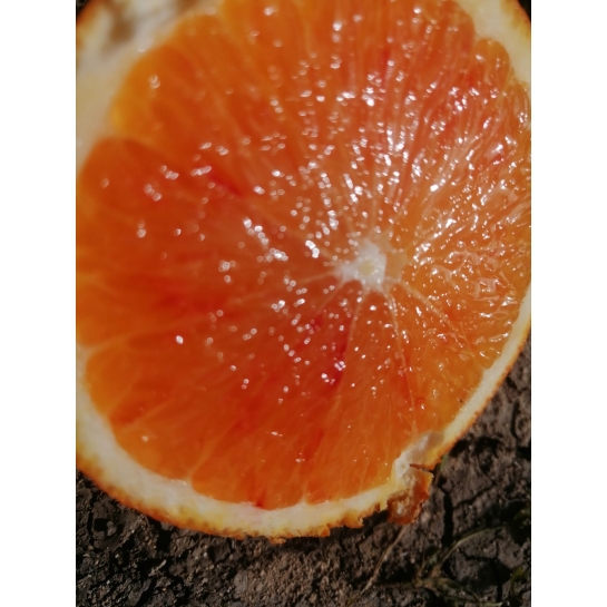 16 of Sicilian Oranges - Arancia mia a casa