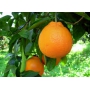 Arance rosse di Sicilia