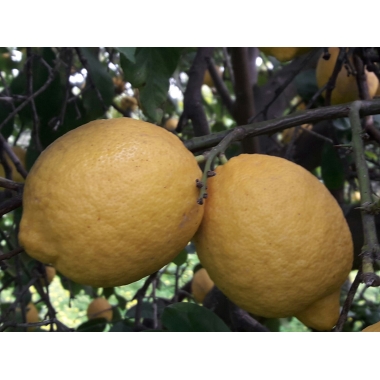 16 Kg di Limoni di Sicilia